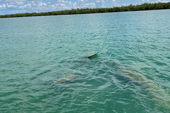 Dolphin and Manatee Tour of Marco Island by Kayak or SUP - Common questions