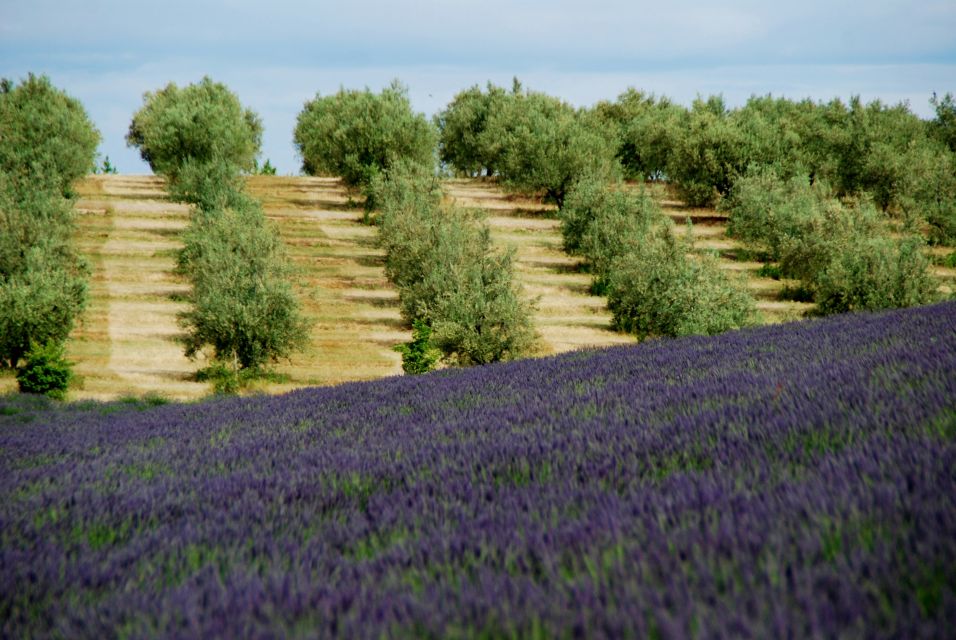 From Aix-En-Provence: Lavender Experience & Gorges Du Verdon - Important Information