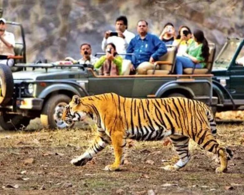 From Jaipur: Guided Ranthambore Tour With Cab - Common questions