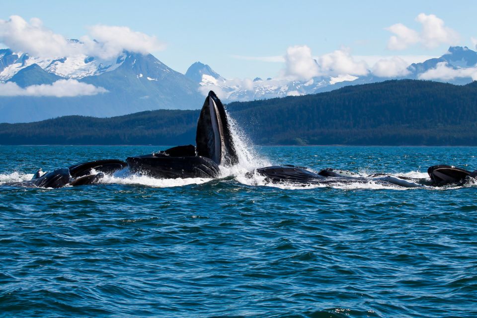 From Juneau: Whale Watching Cruise With Snacks - Sum Up