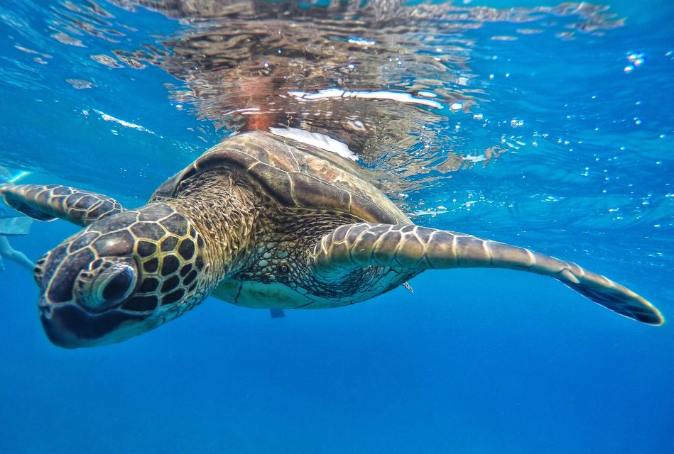 From Kaanapali: Afternoon West Maui Snorkeling & Sea Turtles - Important Information