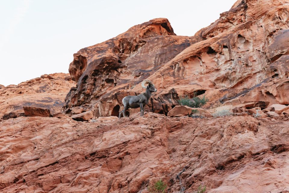 From Las Vegas: Explore the Valley of Fire on a Guided Hike - Requirements