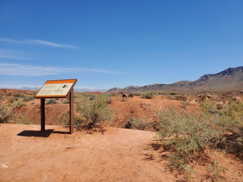 From Las Vegas: Valley of Fire Small Group Tour - Customer Reviews