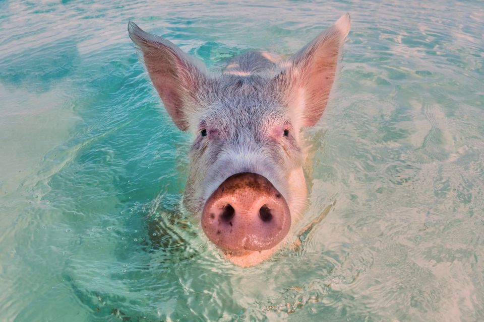 From Nassau: Exuma Swimming Pigs, Sharks and More - Common questions