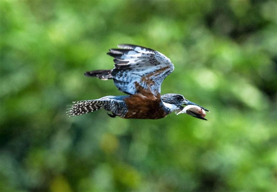 From Tambopata Photography Tour - 8 Days - Day 4: Tambopata Gold Mines Photography