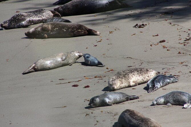 Guided 2-Hour Point Lobos Nature Walk - Wildlife Viewing Areas