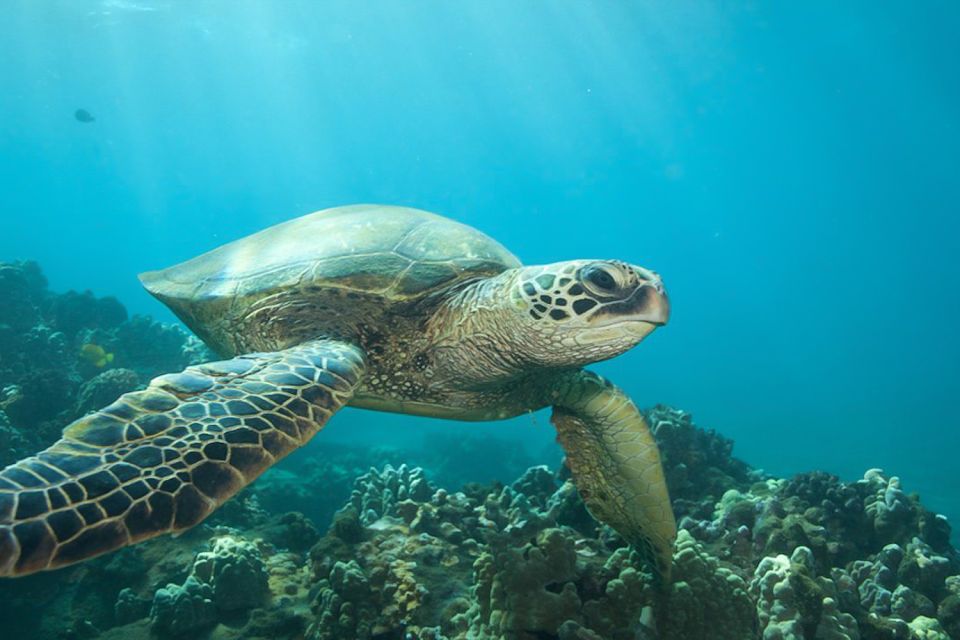 Hilo: Sea Turtle Lagoon and Black Sand Beach Snorkel - Customer Reviews