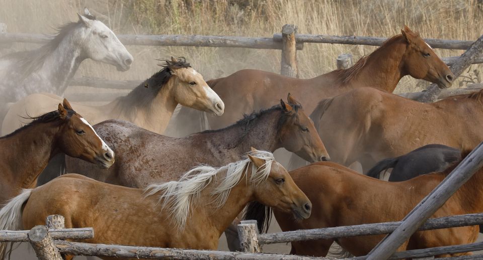 Jackson Hole: Bridger-Teton National Forest Horseback Ride - Common questions