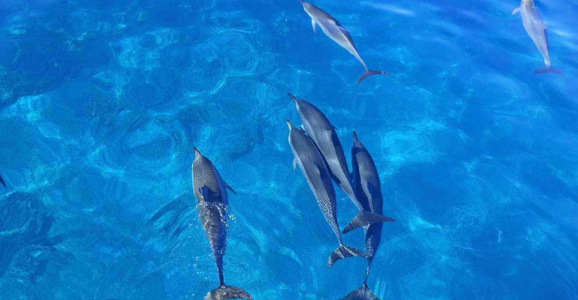 Kailua-Kona: Dolphin Watch Speedboat Snorkel Cruise and BBQ - Restrictions