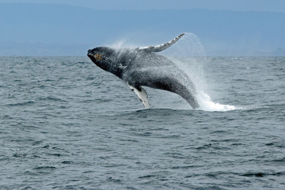 Ketchikan: Marine Wildlife and Whale Watching Boat Tour - Wildlife Sightings