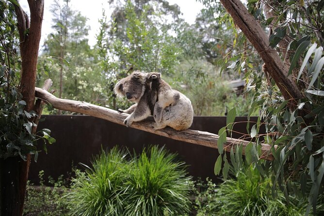Koala Experience at Healesville Sanctuary - Excl. Entry - Contact and Support