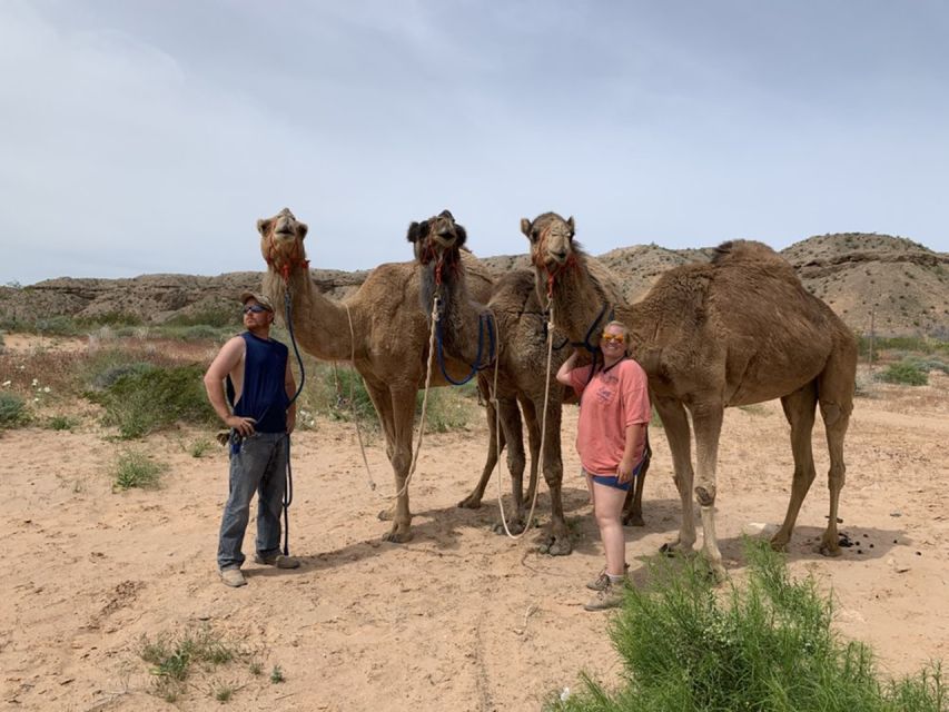 Las Vegas: Desert Camel Ride - Activity Description