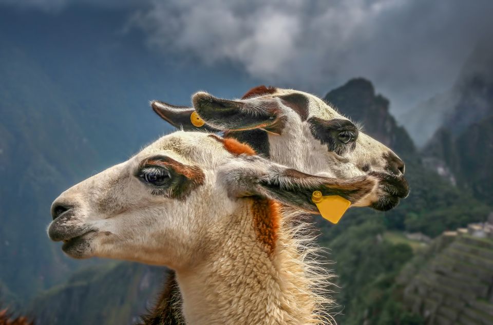 Machu Picchu: Private Full-Day Tour With Afternoon Entrance - Sum Up