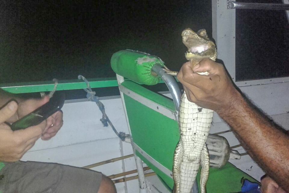 Manaus: Piranha Fishing and Alligator Watch Evening Tour - Review Summary and Insights