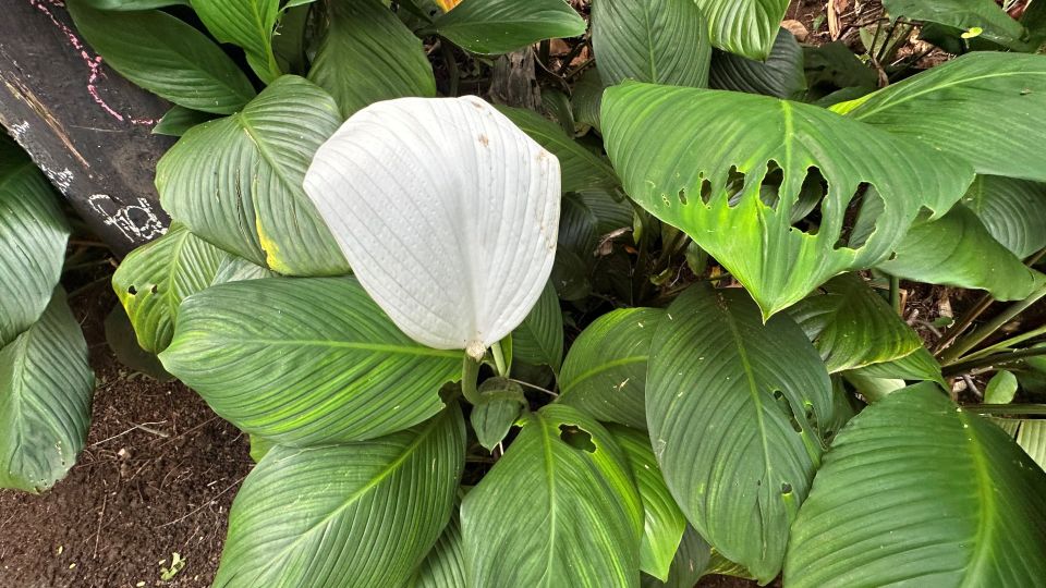 Manoa Falls Ebike to Hike - Reserve Now & Pay Later