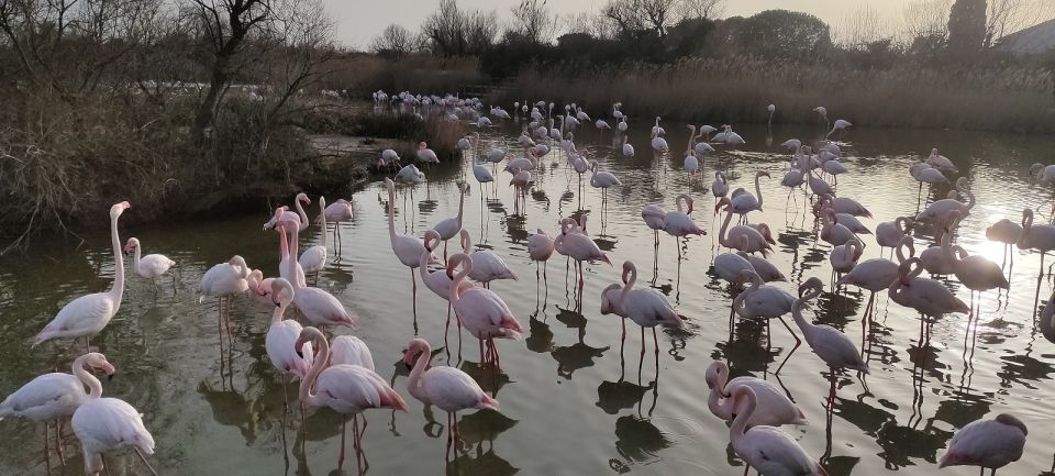 Marseille: The Camargue 8-Hour Guided Outing - Booking Details