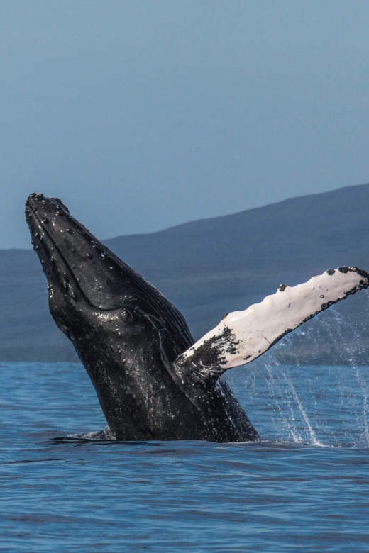Maui: Deluxe Whale Watch Sail & Lunch From Maalaea Harbor - Important Information