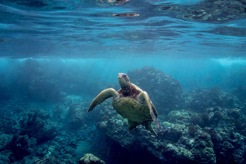 Maui: Turtle Town Kayak and Snorkel Tour - Customer Reviews