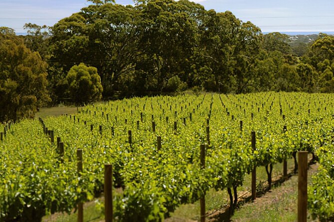 McLaren Vale & Historic Hahndorf Wine Tour - Booking Information and Tips