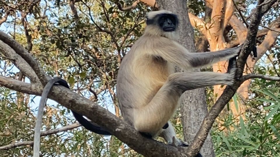 Mumbai: Kanheri Caves and The Golden Pagoda Temple - Experience Description