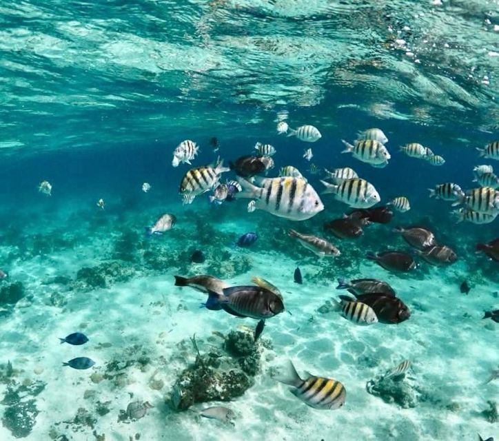 Nassau: Reef Snorkeling, Turtles, Lunch & Private Beach Club - Important Information