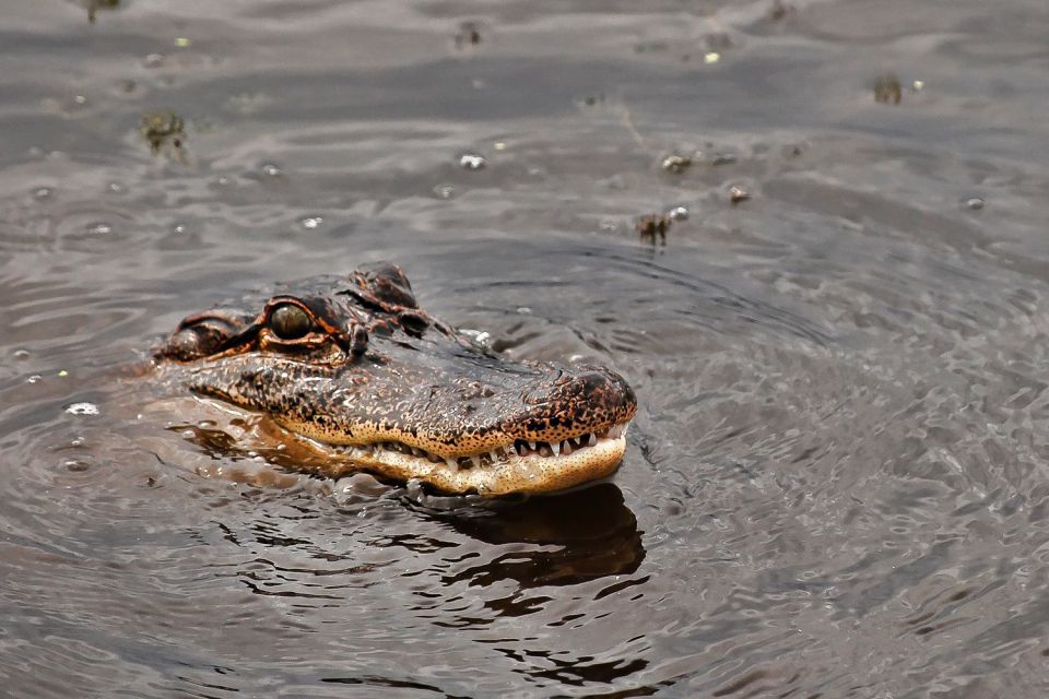 New Orleans: Destrehan Plantation & Airboat Combo Tour - Cajun Country Airboat Adventure