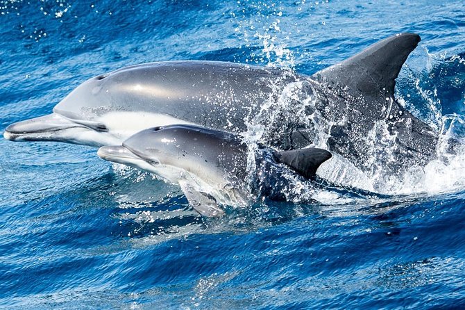 Newport Beach Whale and Dolphin Watching Cruise - Pricing and Inclusions