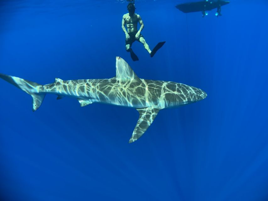 Oahu: North Shore Cageless Shark Snorkeling Tour - Booking Information