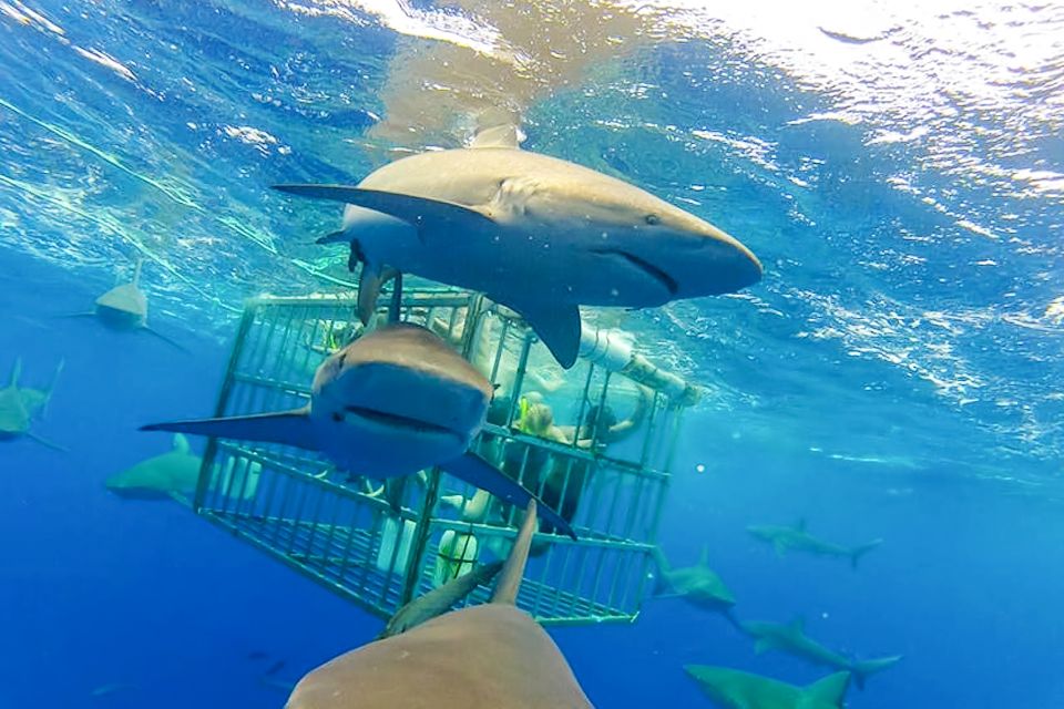Oahu: Shark Cage Dive on the North Shore - Safety Measures