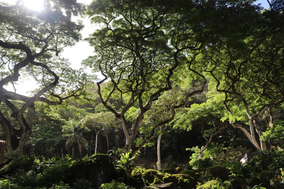 Oahu: Valley of Waimea Falls Swim & Hike With Lunch & Dole - Tour Directions and Details
