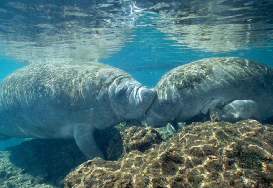 Orlando: Swim With Manatees and Homosassa State Park Visit - Common questions