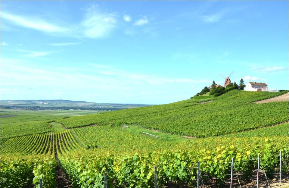 Paris: Private Day Trip to Champagne With 8 Tastings & Lunch - Important Information