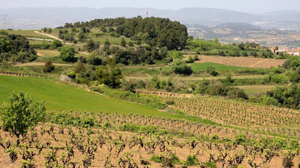 Paris: Two Reims Champagne Vineyards With Tastings and Lunch - Meeting Point & Directions