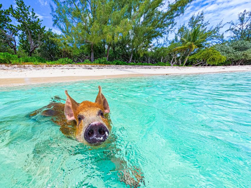 Pearl Island: Pigs Beach With Lunch - Practical Information