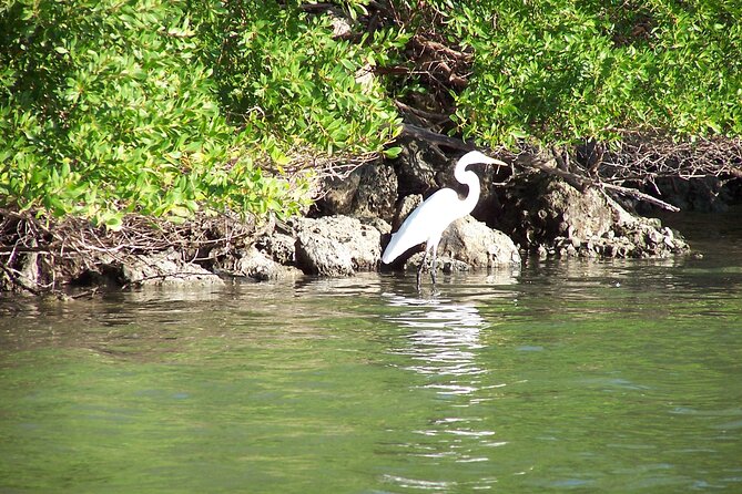 Pontoon Sightseeing and Shelling Excursion to Keeywaydin Island - Common questions