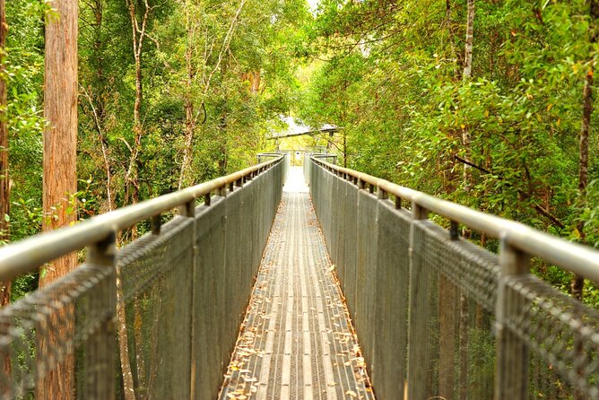 Private Tour of Tahune Airwalk and Hastings Caves From Hobart - Tour Itinerary