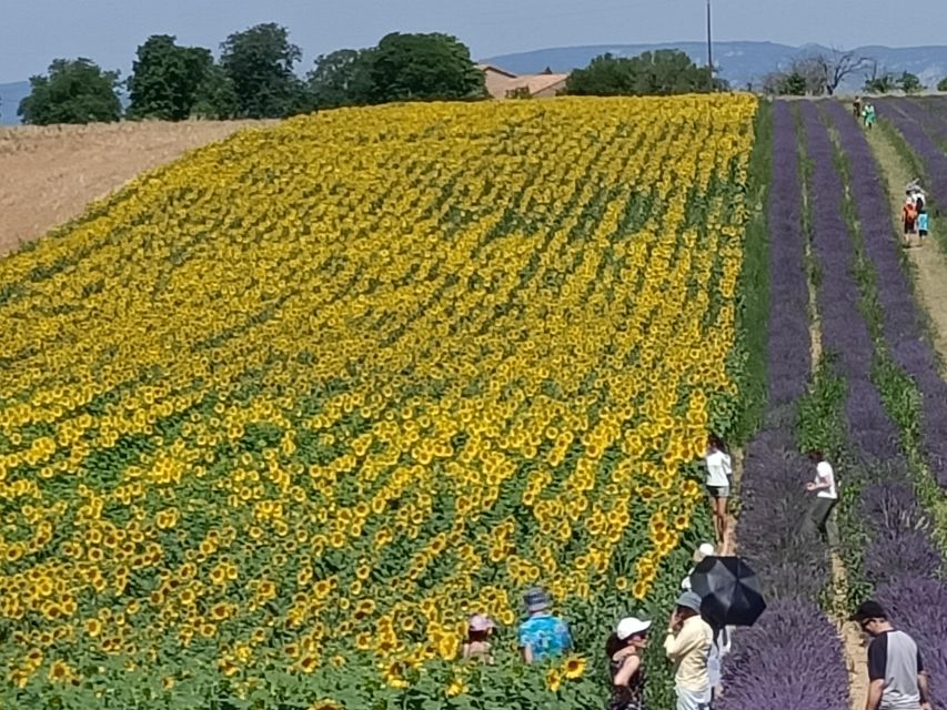 Provencal Elegance: Lavender, Olive Oil, and Wine Odyssey - Enjoy Comfortable Transportation