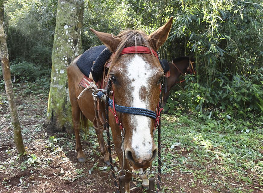Puerto Iguazu: Jungle Horseback Ride With Guaraní Community - Additional Information