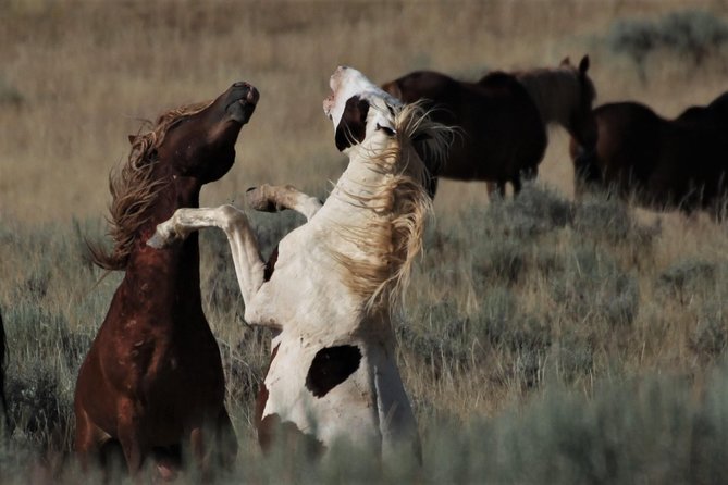 Red Canyon Wild Mustang Tour 5:00 - Tour Highlights and Experience