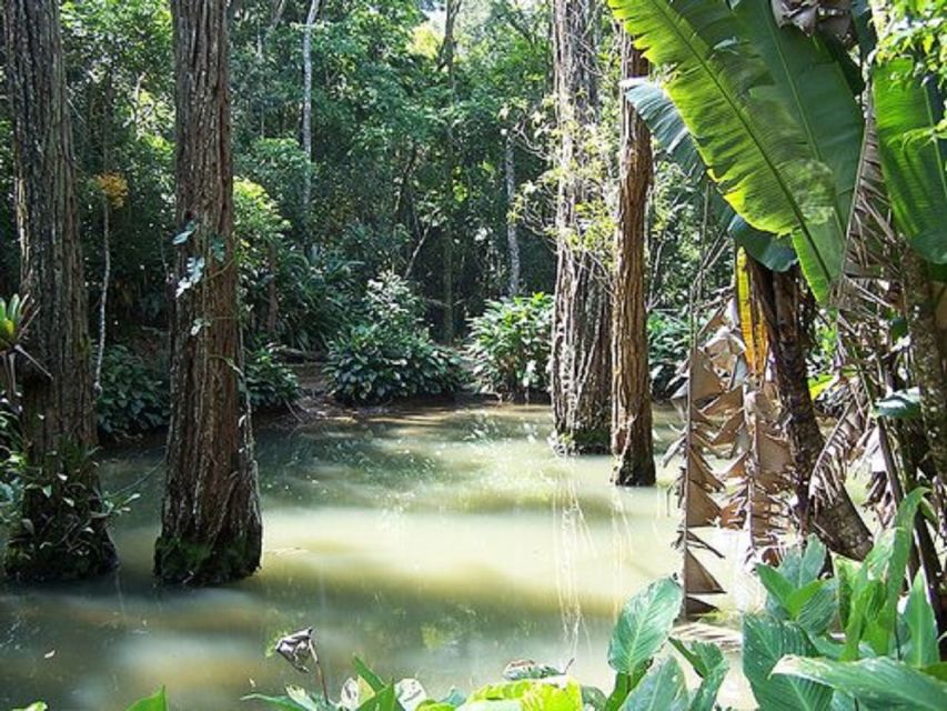 Rio De Janeiro: Tijuca National Park Ecotour - Booking Details