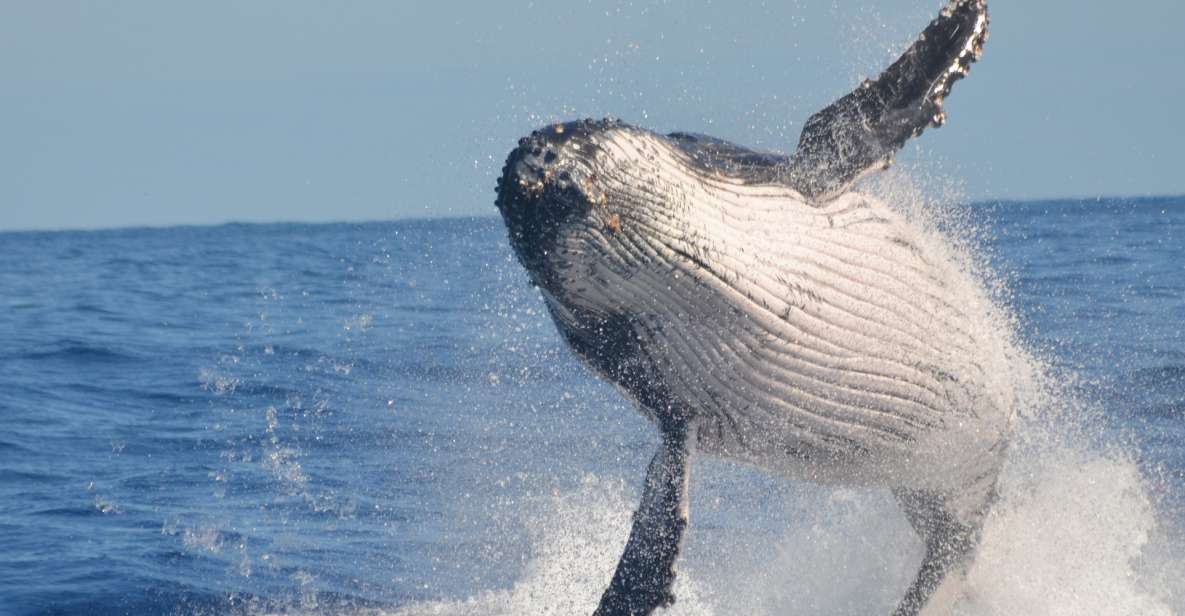 Samaná: Whale Watch, Cayo Levantado & Limón Waterfall Tour - Sum Up