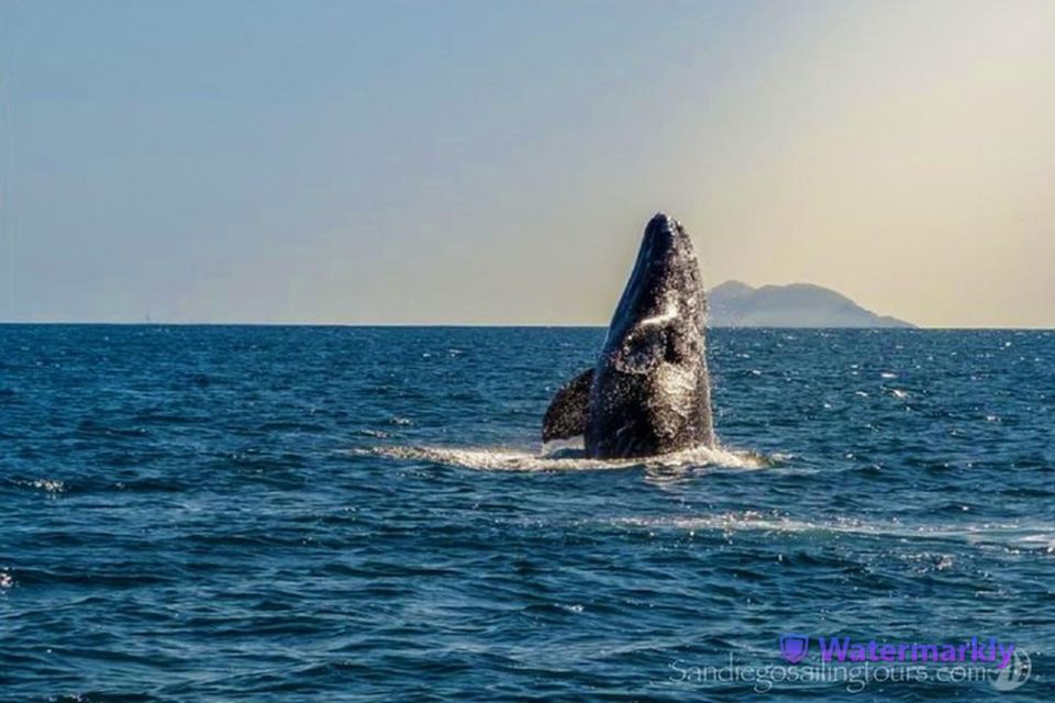 San Diego: Half-Day Marine Wildlife Tour With Lunch - Activity Duration