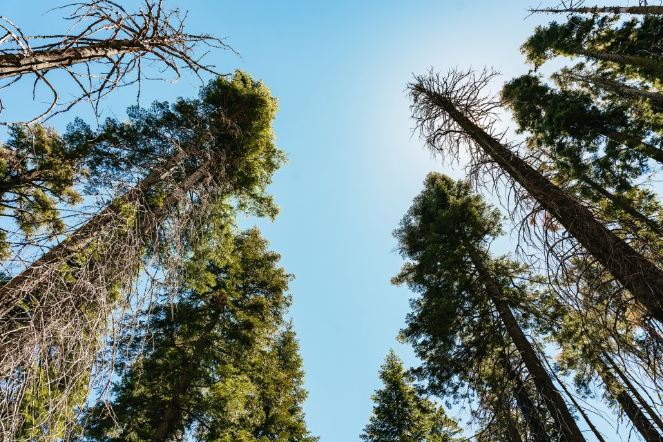 San Francisco: Yosemite National Park & Giant Sequoias Hike - Additional Information