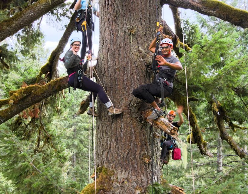 Silver Falls: Old-Growth Tree Climbing Adventure - Common questions