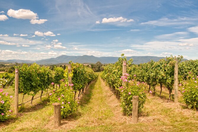 Sip and Savor: Private Yarra Valley Wine Tour From Melbourne - Sum Up