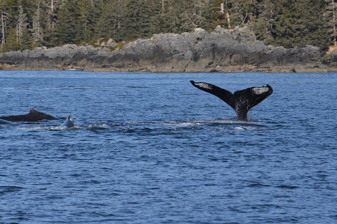 Sitka Shore Excursion: Whale-Watching and Marine Life Tour - Meeting Point Details