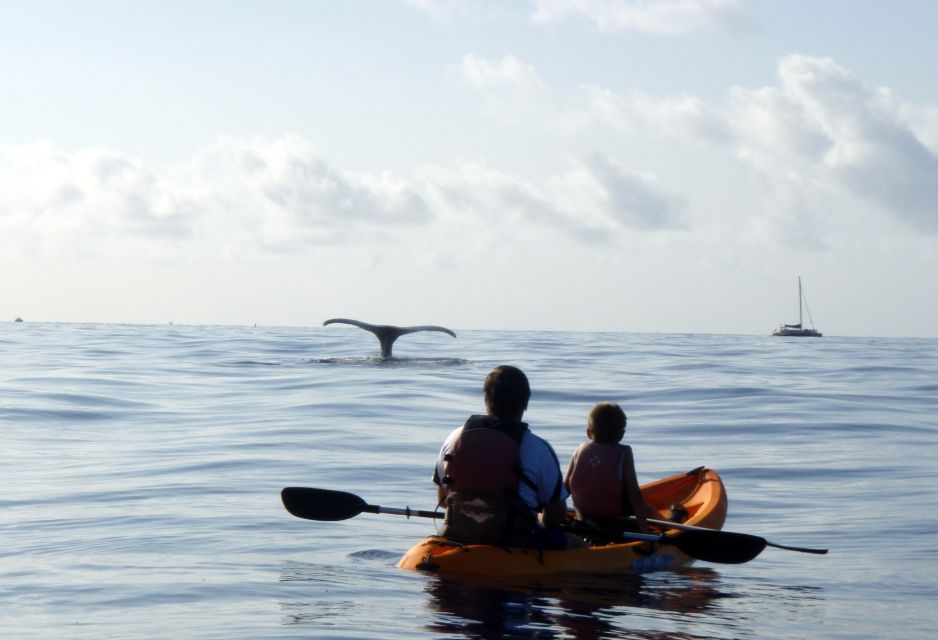 South Maui: Whale Watch Kayaking and Snorkel Tour in Kihei - Additional Information