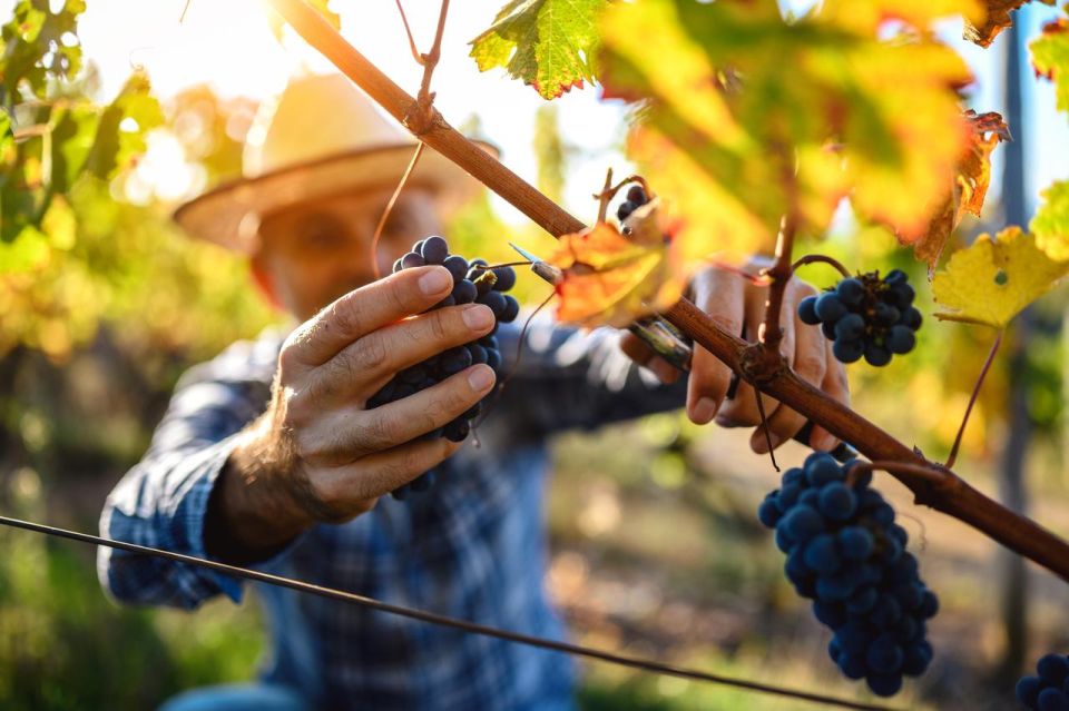 UNESCO Heritage and Wine Delights Private Tour From Bordeaux - Inclusions and Minimum Age