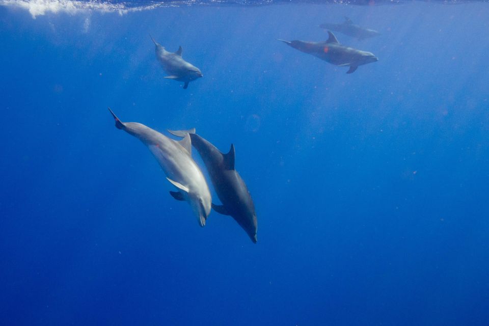Waianae, Oahu: Swim With Dolphins (Semi-Private Boat Tour) - Location Details