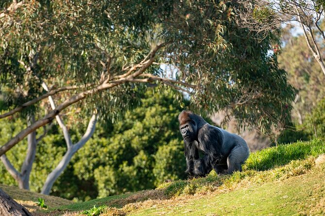 Werribee Open Range Zoo Early Morning Savannah Experience - Booking Details and Assistance